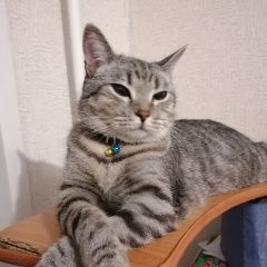 Подробнее об объявлении «Пропал кот Самара» Фото: пропала кошка Британская короткошерстная кошка «Пропал кот Самара» в г. Самара