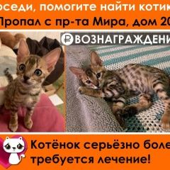 Подробнее об объявлении «Москва Пропал котёнок» Фото: пропала кошка Бенгальская кошка «Москва Пропал котёнок» в г. Москва