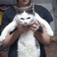 Подробнее об объявлении «Пропал кот мальчик. не кастрирован Ульяновск» Фото: пропала кошка  «Пропал кот мальчик. не кастрирован Ульяновск» в г. Ульяновск