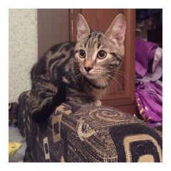 Подробнее об объявлении «Пропал кот Ревда (Свердловская обл.)» Фото: пропала кошка Бенгальская кошка «Пропал кот Ревда (Свердловская обл.)» в г. Ревда (Свердловская обл.)