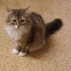 Подробнее об объявлении «Пропала кошка Троицк» Фото: пропала кошка  «Пропала кошка Троицк» в г. Троицк