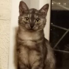 Подробнее об объявлении «Нижний Новгород Пропала кошка» Фото: пропала кошка  «Нижний Новгород Пропала кошка» в г. Нижний Новгород