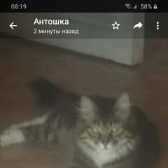 Подробнее об объявлении «Хабаровск Пропала кошка» Фото: пропала кошка  «Хабаровск Пропала кошка» в г. Хабаровск