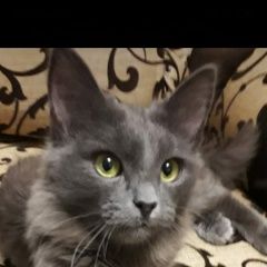 Подробнее об объявлении «Набережные Челны Пропал кот» Фото: пропала кошка  «Набережные Челны Пропал кот» в г. Набережные Челны
