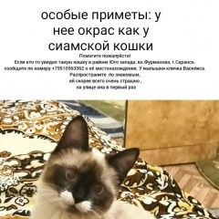 Подробнее об объявлении «Саранск Пропала кошка» Фото: пропала кошка Сиамская кошка «Саранск Пропала кошка» в г. Саранск