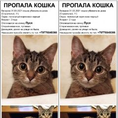Подробнее об объявлении «Пропала кошка домашняя, стерилизованная Щелково» Фото: пропала кошка  «Пропала кошка домашняя, стерилизованная Щелково» в г. Щелково