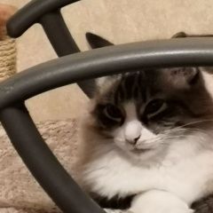 ����: ������� �����  ������������ ������ ��� ��. �������������� � �. �����������