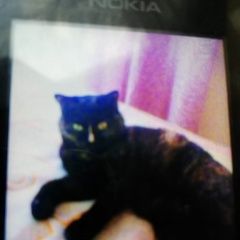 ����: ������� �����  ���� ������� ����� ����� 4�������. ��������� 10� � �. ���