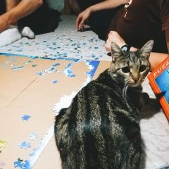 Подробнее об объявлении «Москва Пропала кошка южное бутово, изюмская 43к1» Фото: пропала кошка  «Москва Пропала кошка южное бутово, изюмская 43к1» в г. Москва