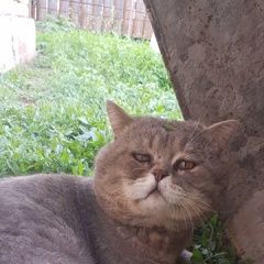 Подробнее об объявлении «Пропала кошка кот на заре Энгельс» Фото: пропала кошка Британская короткошерстная кошка «Пропала кошка кот на заре Энгельс» в г. Энгельс