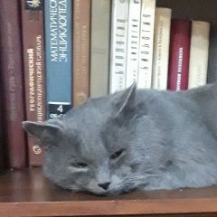 Подробнее об объявлении «Пропал кот Красный Сулин» Фото: пропала кошка  «Пропал кот Красный Сулин» в г. Красный Сулин