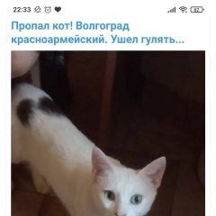 Подробнее об объявлении «Волгоград Пропал кот» Фото: пропала кошка  «Волгоград Пропал кот» в г. Волгоград