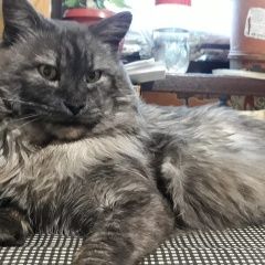 Подробнее об объявлении «Пропал кот Краснодар» Фото: пропала кошка  «Пропал кот Краснодар» в г. Краснодар