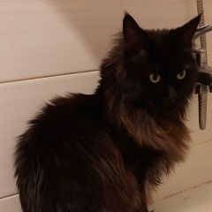Подробнее об объявлении «Пропала кошка нюрочка мейн-кун Сочи» Фото: пропала кошка Мейн-кун «Пропала кошка нюрочка мейн-кун Сочи» в г. Сочи