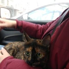 Подробнее об объявлении «Раменское Пропала кошка трехцветная» Фото: пропала кошка  «Раменское Пропала кошка трехцветная» в г. Раменское