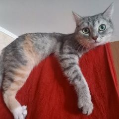 Подробнее об объявлении «Новосибирск Пропала кошка» Фото: пропала кошка  «Новосибирск Пропала кошка» в г. Новосибирск