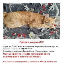 Подробнее об объявлении «Пропал кот рыжий котик с маленьким хвостом Омск» Фото: пропала кошка Курильский бобтейл «Пропал кот рыжий котик с маленьким хвостом Омск» в г. Омск