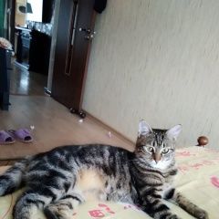 Подробнее об объявлении «Шахты Пропала кошка» Фото: пропала кошка  «Шахты Пропала кошка» в г. Шахты