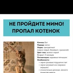 Подробнее об объявлении «Ильинский (Московская обл.) Пропала кошка котёнок. отзовитесь» Фото: пропала кошка  «Ильинский (Московская обл.) Пропала кошка...» в г. Ильинский (Московская обл.)