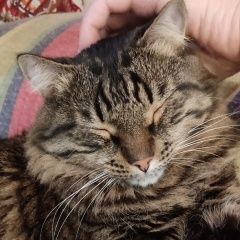 Подробнее об объявлении «Пропал кот Голицыно (Московская обл.)» Фото: пропала кошка  «Пропал кот Голицыно (Московская обл.)» в г. Голицыно (Московская обл.)