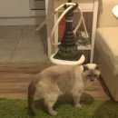 Подробнее об объявлении «Пропал кот 89 км от мкад трасса м5 урал Воскресенск» Фото: пропала кошка  «Пропал кот 89 км от мкад трасса м5 урал...» в г. Воскресенск