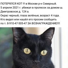Подробнее об объявлении «Москва Пропал кот просим помощи в поисках» Фото: пропала кошка  «Москва Пропал кот просим помощи в поисках» в г. Москва