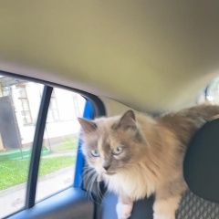 Подробнее об объявлении «Москва Пропала кошка кошечка серая, пушистая» Фото: пропала кошка Невская маскарадная «Москва Пропала кошка кошечка серая, пушистая» в г. Москва