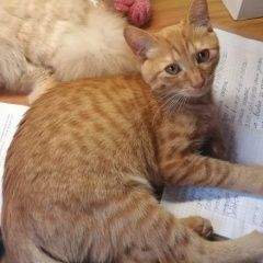 Подробнее об объявлении «Орел Пропал кот рыжий кот» Фото: пропала кошка  «Орел Пропал кот рыжий кот» в г. Орел