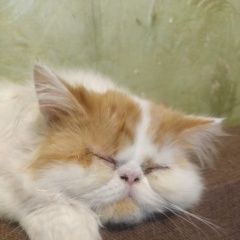 Подробнее об объявлении «Курск Пропал котёнок по имени лаки» Фото: пропала кошка  «Курск Пропал котёнок по имени лаки» в г. Курск