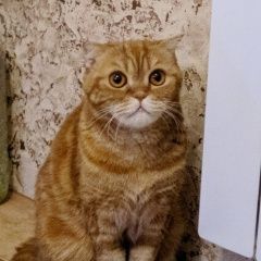 Подробнее об объявлении «Пенза Пропала кошка шотландка люсьен» Фото: пропала кошка Скоттиш фолд (шотландская вислоухая) «Пенза Пропала кошка шотландка люсьен» в г. Пенза