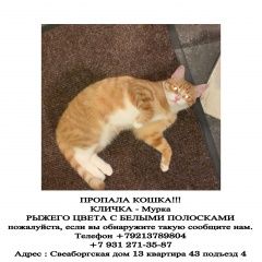 Подробнее об объявлении «Пропала кошка. Санкт-Петербург» Фото: пропала кошка  «Пропала кошка. Санкт-Петербург» в г. Санкт-Петербург