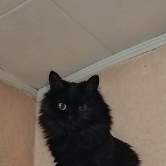 Подробнее об объявлении «Ангарск Пропала кошка» Фото: пропала кошка  «Ангарск Пропала кошка» в г. Ангарск