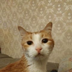 Подробнее об объявлении «Москва Пропал кот рыжий кот не больного размера» Фото: пропала кошка  «Москва Пропал кот рыжий кот не больного размера» в г. Москва