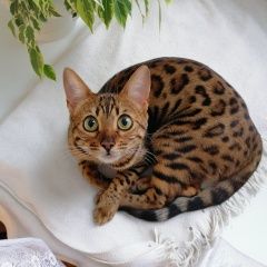 Подробнее об объявлении «Пропала кошка Троицк» Фото: пропала кошка  «Пропала кошка Троицк» в г. Троицк