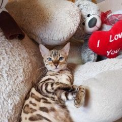 Подробнее об объявлении «Пермь Пропала кошка бенгальской породы» Фото: пропала кошка Бенгальская кошка «Пермь Пропала кошка бенгальской породы» в г. Пермь