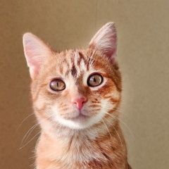 Подробнее об объявлении «Тула Пропал кот помогите вернуть питомца» Фото: пропала кошка  «Тула Пропал кот помогите вернуть питомца» в г. Тула