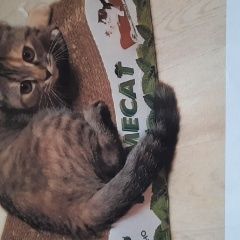 Подробнее об объявлении «Москва Пропала кошка» Фото: пропала кошка  «Москва Пропала кошка» в г. Москва