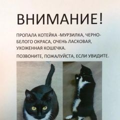 Подробнее об объявлении «Москва Пропала кошка черно-белого окраса, жёлтые глаза» Фото: пропала кошка  «Москва Пропала кошка черно-белого окраса,...» в г. Москва