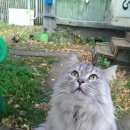 Подробнее об объявлении «Пропала кошка сибирский кот Ахтубинск» Фото: пропала кошка  «Пропала кошка сибирский кот Ахтубинск» в г. Ахтубинск