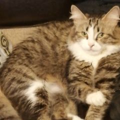 Подробнее об объявлении «Москва Пропала кошка» Фото: пропала кошка  «Москва Пропала кошка» в г. Москва