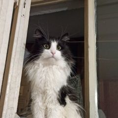 Подробнее об объявлении «Пропал кот. Санкт-Петербург» Фото: пропала кошка  «Пропал кот. Санкт-Петербург» в г. Санкт-Петербург
