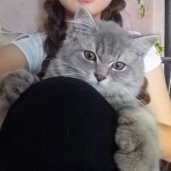 Подробнее об объявлении «Брянск Пропала кошка» Фото: пропала кошка  «Брянск Пропала кошка» в г. Брянск