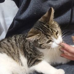 Подробнее об объявлении «Москва Пропала кошка» Фото: пропала кошка  «Москва Пропала кошка» в г. Москва