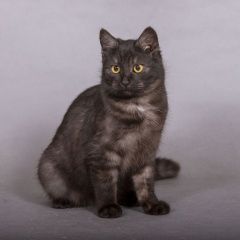 Подробнее об объявлении «Москва Пропала кошка» Фото: пропала кошка  «Москва Пропала кошка» в г. Москва