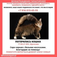 Подробнее об объявлении «Пропала кошка мейн-куна Щелково» Фото: пропала кошка Мейн-кун «Пропала кошка мейн-куна Щелково» в г. Щелково