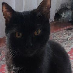 Подробнее об объявлении «Пропала кошка Оренбург» Фото: пропала кошка  «Пропала кошка Оренбург» в г. Оренбург