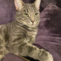 Подробнее об объявлении «Геленджик Пропал кот» Фото: пропала кошка  «Геленджик Пропал кот» в г. Геленджик