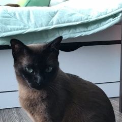 Подробнее об объявлении «Пропала кошка Сочи» Фото: пропала кошка Бурма «Пропала кошка Сочи» в г. Сочи