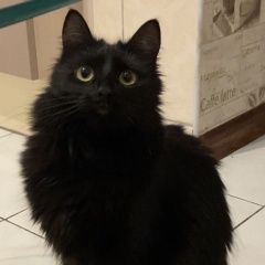 Подробнее об объявлении «Пропала кошка Реутов» Фото: пропала кошка  «Пропала кошка Реутов» в г. Реутов