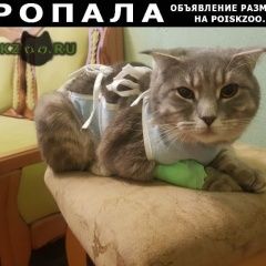 Подробнее об объявлении «Пропала кошка Краснодар» Фото: пропала кошка  «Пропала кошка Краснодар» в г. Краснодар